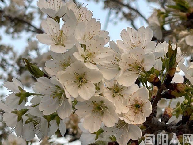 繁花似锦的春天   文/刘家胜(图2) 樱桃花2.jpg