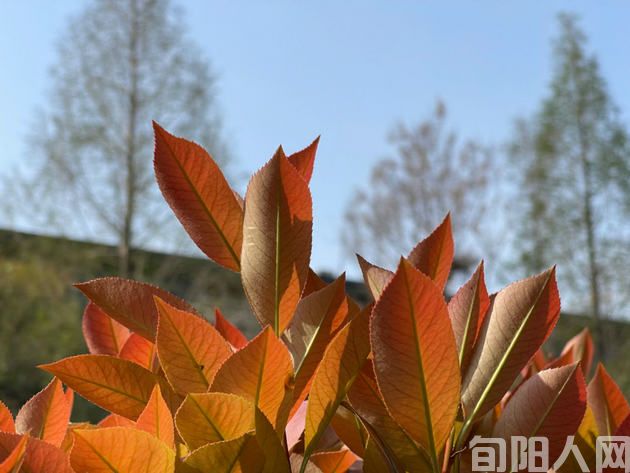 春分赞歌      文/刘承印  (图1) 春4.jpg