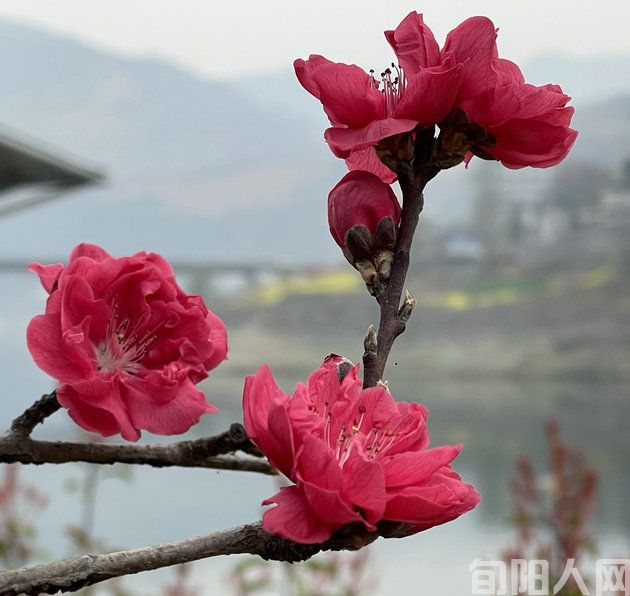 诗吟:赏桃花    文/棕杰(图1) 微信图片_20240316131704.jpg