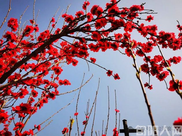 桃花1.jpg