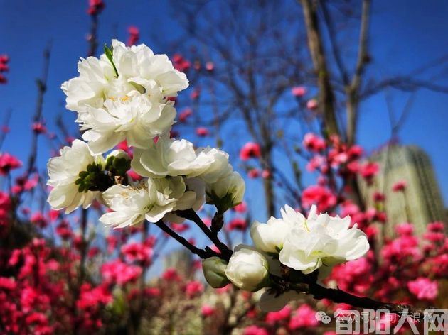 桃花2.jpg