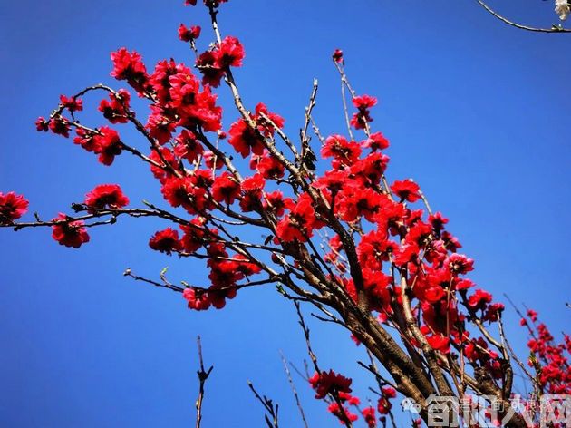桃花3.jpg
