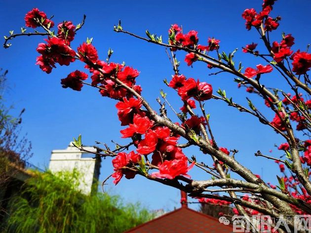 桃花4.jpg