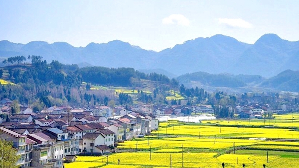 游勉县油菜花海  青山绿水花金黄   文/张根劳(图1) 图片1.jpg
