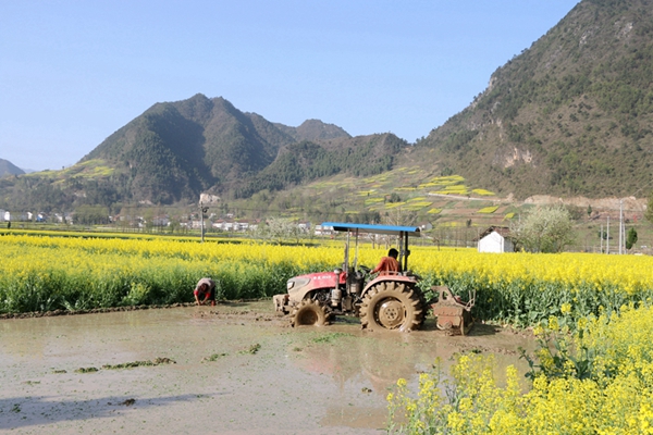 游勉县油菜花海  青山绿水花金黄   文/张根劳(图2) 图片2.jpg