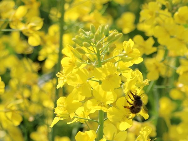 游勉县油菜花海  青山绿水花金黄   文/张根劳(图8) 图片9.jpg