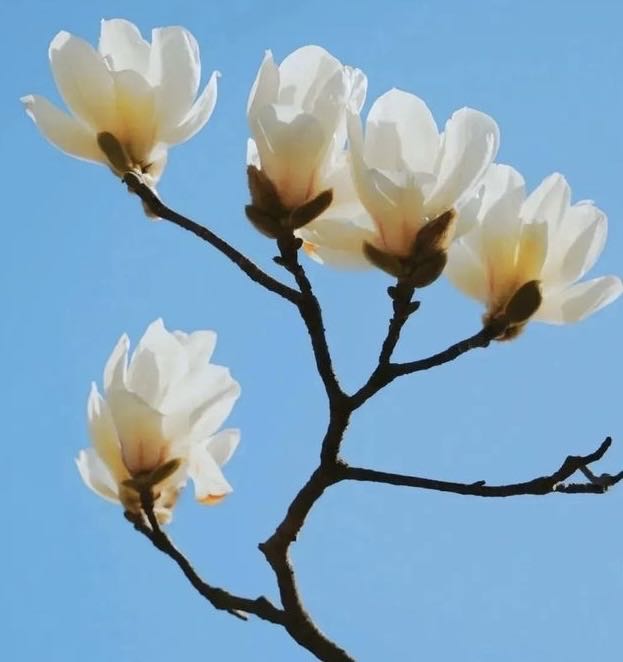 白色玉兰花.jpg