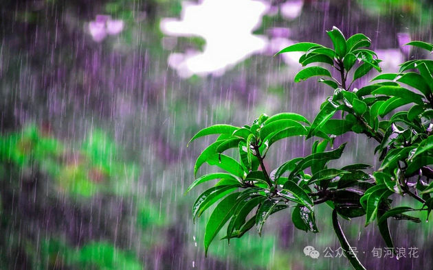雨.jpg