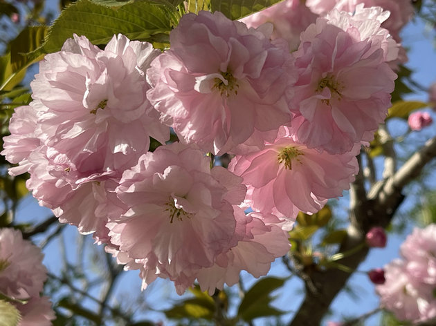樱花2.jpg