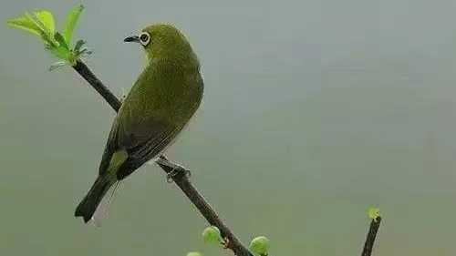 雨生百谷  文/刘承印(图1) 谷雨2.jpg