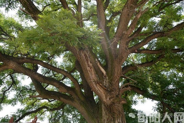 又到槐花飘香时  文/赵攀强(图1) 槐花.jpg