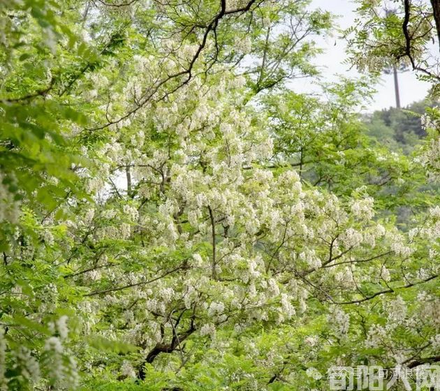 又到槐花飘香时  文/赵攀强(图2) 槐花2.jpg