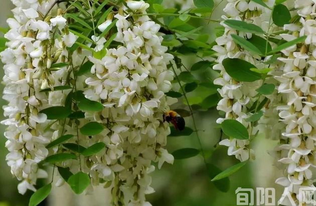 又到槐花飘香时  文/赵攀强(图4) 槐花4.jpg