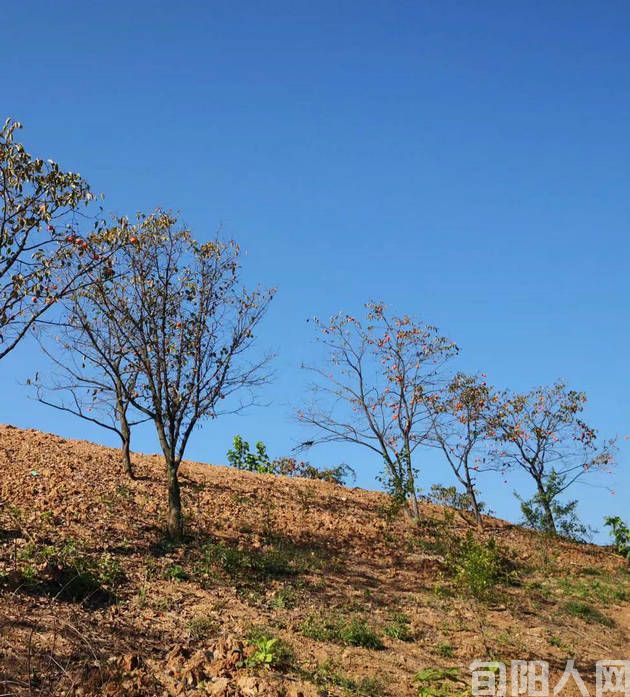 垦荒   文/程根子(图4) 开垦5.jpg