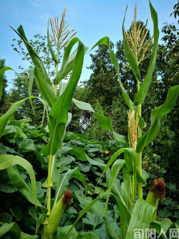 垦荒   文/程根子(图5) 开垦3.jpg