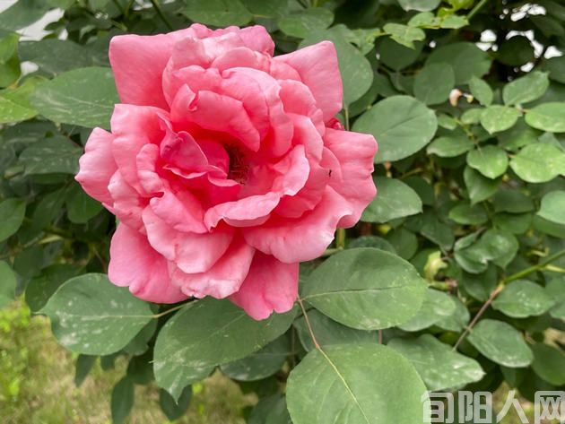 春驻人间 文/刘承印(图1) 花2.jpg