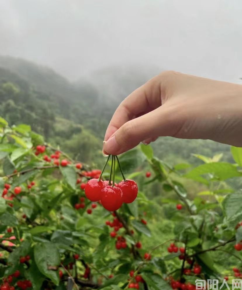 槐花樱桃赞  文/刘承印(图1) 樱桃(liu ).jpg