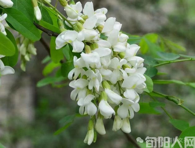 槐花.jpg