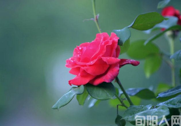 花（刘）.jpg