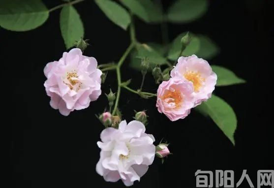 备用插图6蔷薇.jpg
