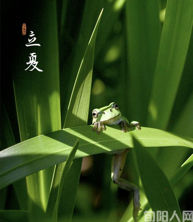 立夏2.jpg