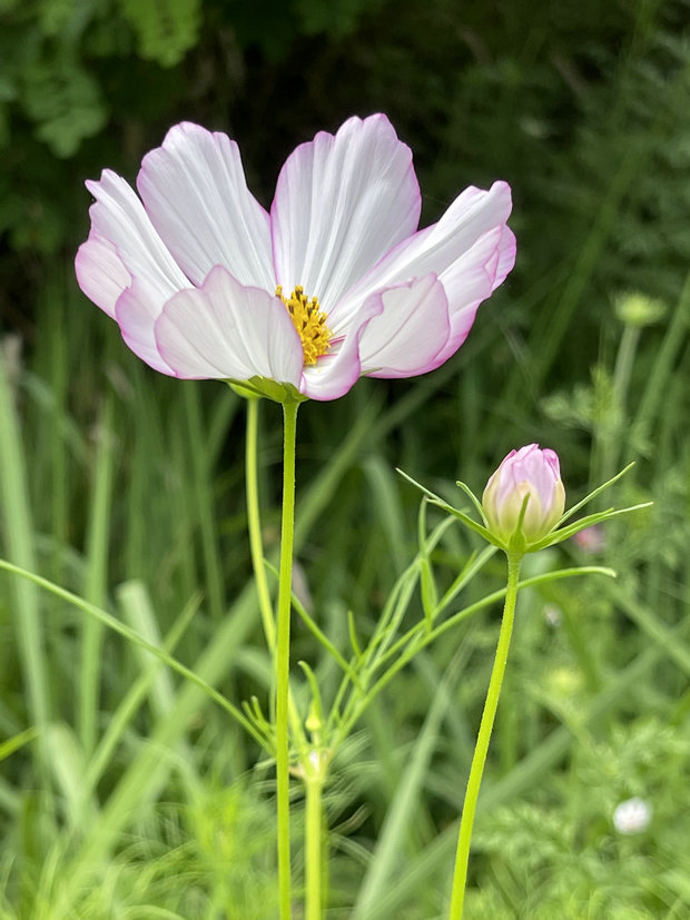 花.jpg