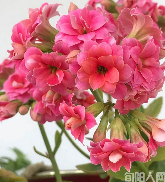 长寿花.jpg