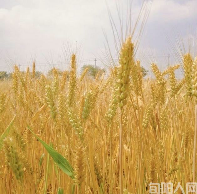 麦苗.jpg