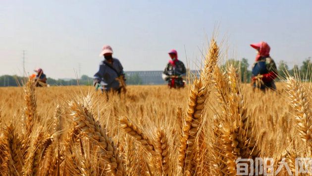 芒    种    文/刘承印(图1) 割麦子.jpg