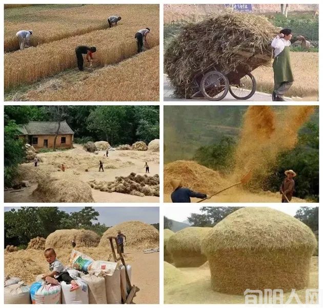 龙口夺食的一抹记忆  文/笨马九方皋(图2) 龙口夺食3.jpg