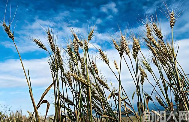 秋风里   文/柯荣(图1) 麦田.jpg