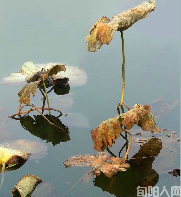 夏秋咏物三首   文/吴丰田(图1) 残荷.jpg