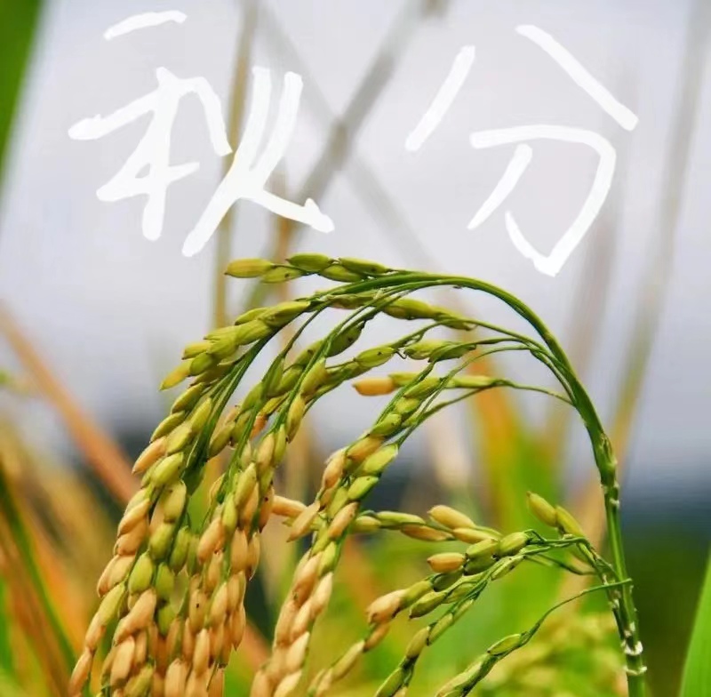 秋分随感二首      文/刘承印       (图1) 桌面2.jpg