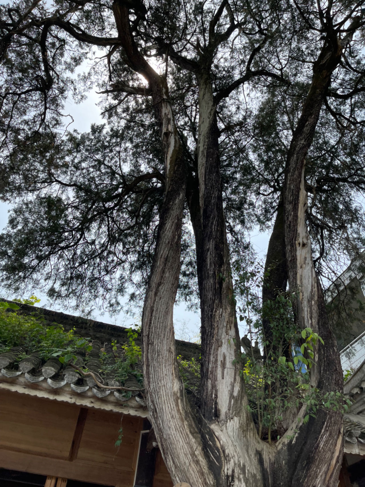 家乡,蜀河(三首)          文/张志琴(图2) 蜀河2.jpg