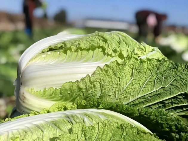 故乡的大白菜       文/张金平(图1) 白菜.jpg