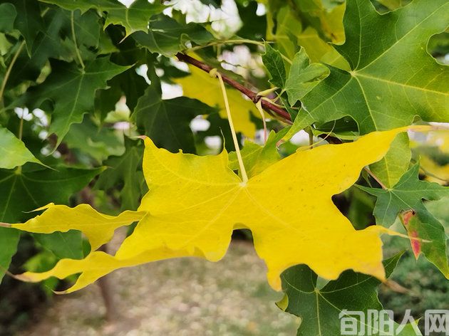 墨香与温情的一年     文/张明(图1) 落叶.jpg