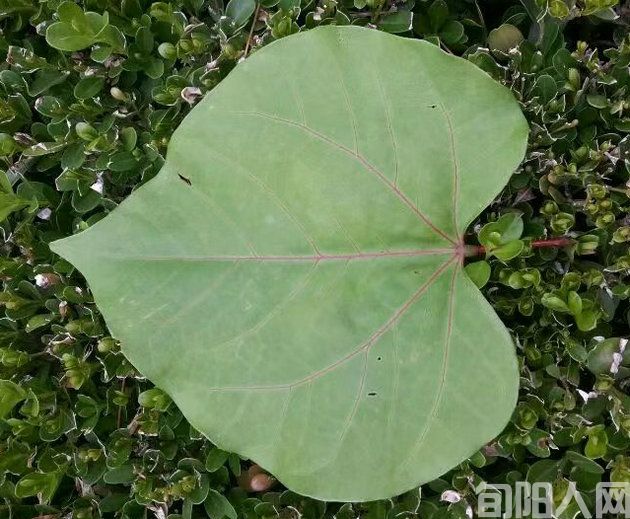 馍馍叶.jpg