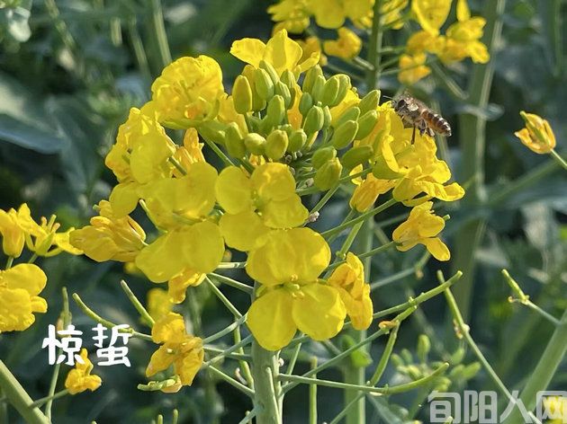 今日惊蛰           文/徐军(图1) 惊蛰.jpg
