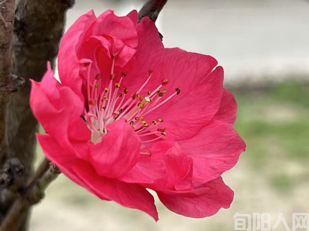桃花.jpg