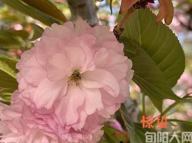 惊蛰(外两首)        文/李明清(图1) 惊蛰1.jpg