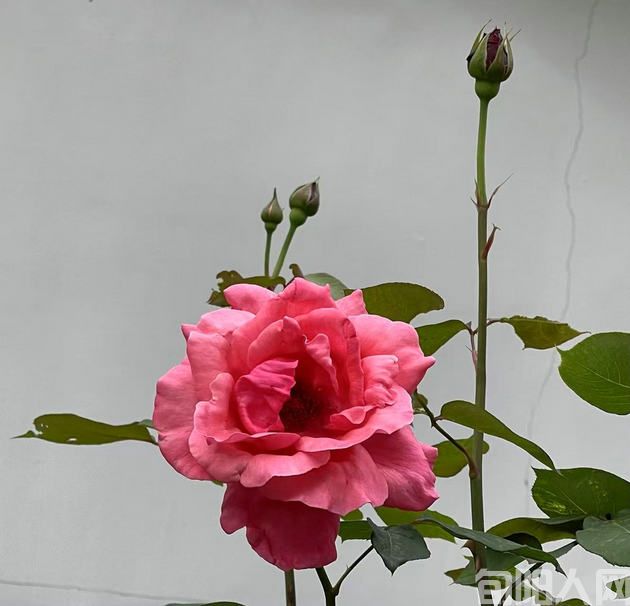 致每一位闪耀的她         文/张明(图1) 月季花.jpg