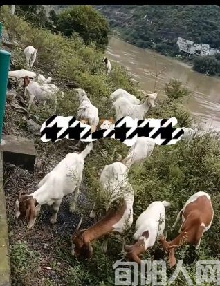 桐皮沟的牧羊人         文/黎光菊(图2) 2.jpg