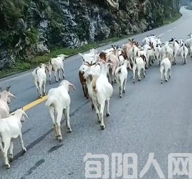 桐皮沟的牧羊人         文/黎光菊(图3) 3.jpg