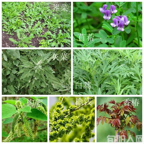 春天常食用野菜的八首诗       文/笨马九方皋
