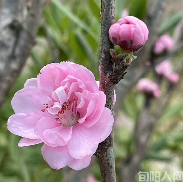 桃花.jpg