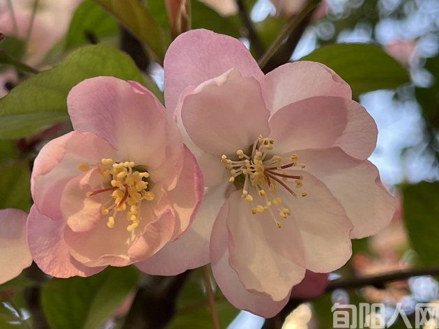 桃花.jpg