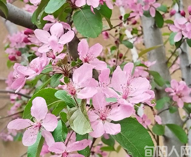 桃花.jpg