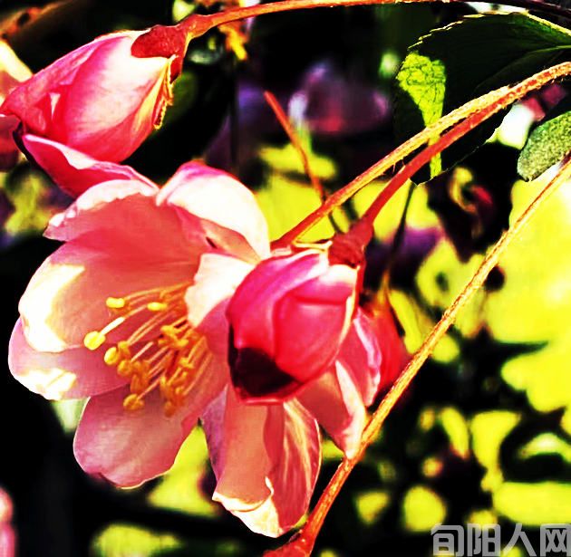 花77.jpg