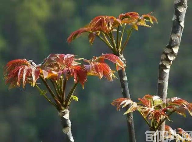 高莹:窗前的香椿树(图1) 香椿.jpg