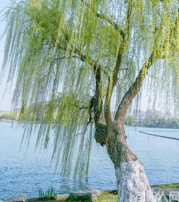 张根劳：咏柳